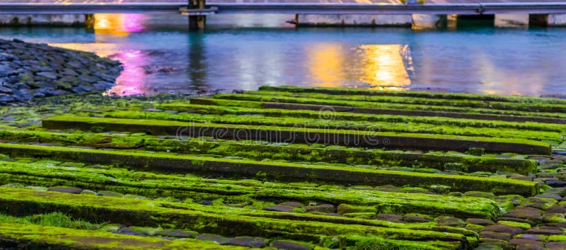 在青苔盖的木板条,水风景风景,平静的自然背景 免版税库存图片 在青苔盖的木板条,水风景风景,平静的自然背景 免版税库存图片